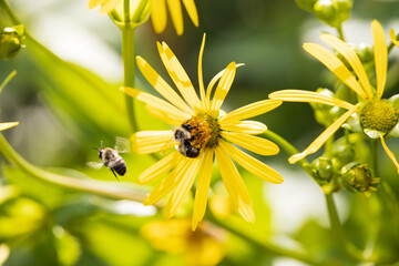Bumble be sitting on sunflower 