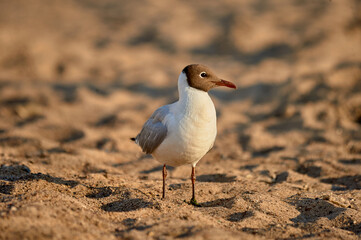 A seagull stands on the sand on a sunny evening