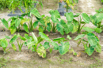 家庭菜園のさといも
