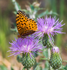 Orange and black butterfly on a purple thistle
