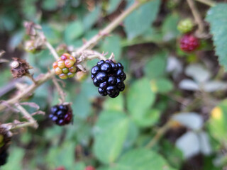 Blackberry on a branch and green leaves
