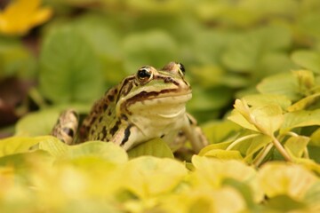 frog on a leaf