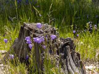 Weathered tree stump with bright purple flowers in the Black Elk Wilderness area, SD