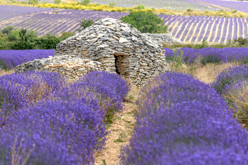 Borie in a lavender field near FerrassiÃ¨res in Provence. Dry stone hut in Provence.