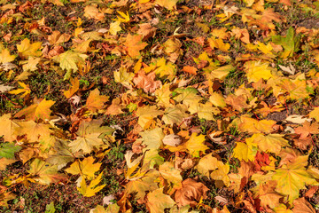 Background of the autumn maple leaves