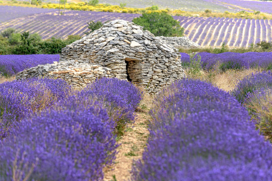Borie in a lavender field near Ferrassi&Atilde;&uml;res in Provence. Dry stone hut in Provence.
