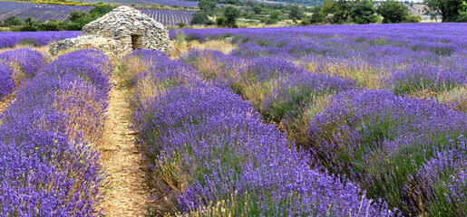 Borie in a lavender field near Ferrassières in Provence. Dry stone hut in Provence.