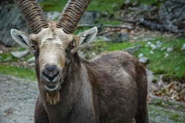 Naklejka na ściany i meble Alpin Ibex in the wilderness
