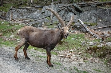 Alpin Ibex in the wilderness