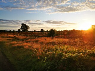 sunset in the field