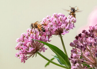 Closeup of a Honey Bee with pollinia, or the sticky pollen granules that can attach to the bee's legs from the Swamp Milkweed flower.