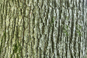 Texture of an adult bark tree trunk with moss in full screen