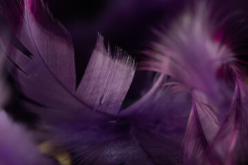 Closeup shot of textured purple feathers on a dreamcatcher