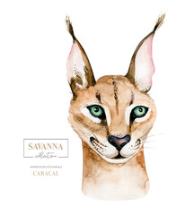 Africa watercolor savanna caracal animal illustration. African Safari wild cat cute animals face portrait character. Isolated on whote poster, packaging ,invitation, wedding design