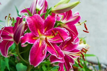 A stargazer lily bloom.