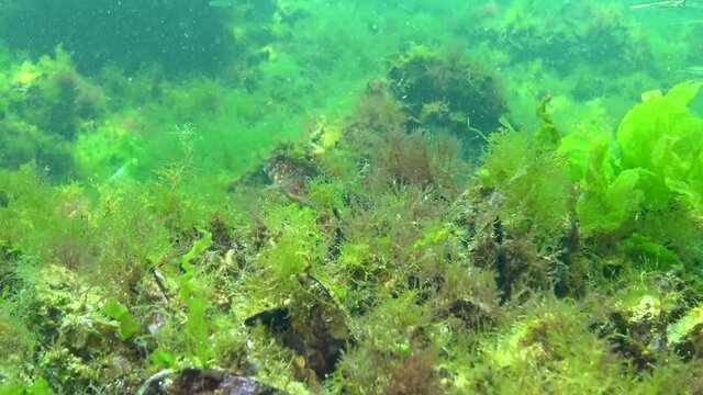 Tentacled blenny and grass shrimp swim quickly among green algae in the Black Sea