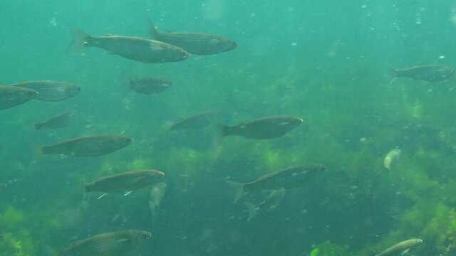 A flock of small Golden grey mullet (Liza ramada) swims quickly among green algae in the Black Sea. Fish of the Black Sea