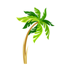 Green Palm Tree as Tropical Plant and Nature Element Vector Illustration