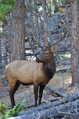 A bull elk in the dark timber 