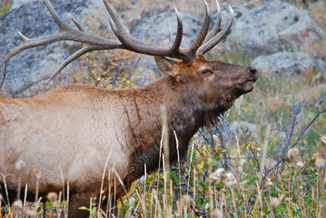 Close up of a rutting bull elk 
