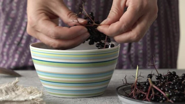 Picking fresh elderberries from the twig, to prepare homemade herbal black elder syrup