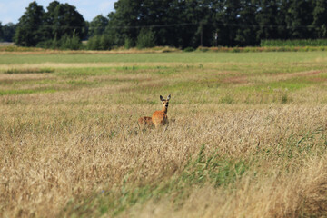 The roe deer in the field
