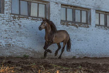 A tired horse runs across the farm yard.