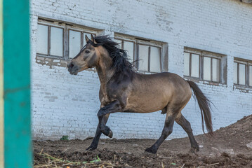A tired horse runs across the farm yard.