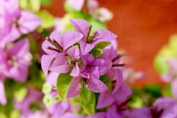 Portrait view of Beautiful pink flowers