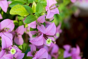 Portrait view of Beautiful pink flowers