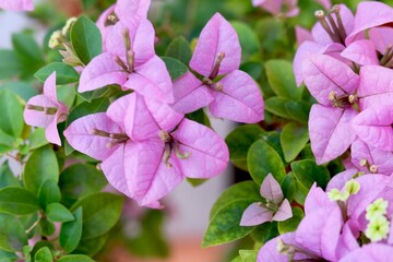 Portrait view of Beautiful pink flowers