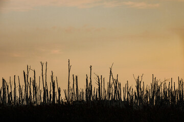 Fototapeta premium Dead birch trees in the swamp during sunset