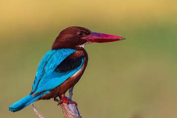 White Throated Kingfisher Portrait from Chennai Tamil Nadu