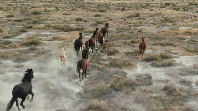 Aerial: A herd of wild horses running free in the Dessert, Nevada, USA