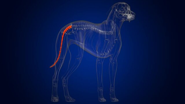 Caudal Vertebrae Bones Dog skeleton Anatomy For Medical Concept 3D