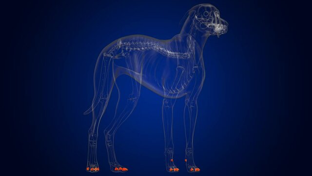 Distal Phalanx Bones Dog skeleton Anatomy For Medical Concept 3D