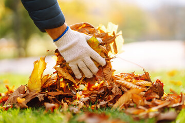 Cleaning of autumn leaves in the park. Man in gloves cleans the autumn park from yellow leaves....