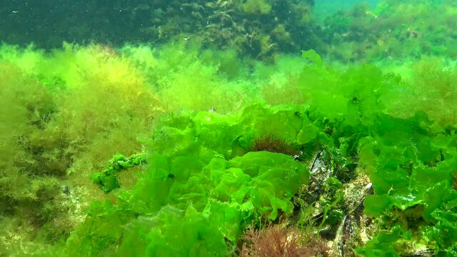 Green algae Ulva sp. and Cladophora sp. on rocks on the seabed, Black Sea