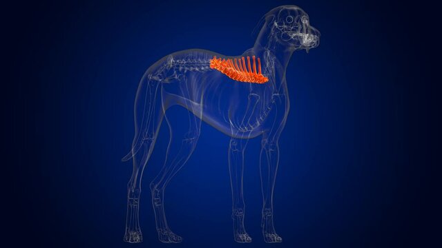 Thoracic Vertebrae Bones Dog skeleton Anatomy For Medical Concept 3D