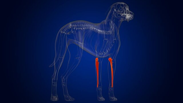 Ulna Bones Dog skeleton Anatomy For Medical Concept 3D