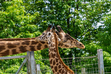 Father and baby giraffe sharing a moment of affection