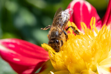 A honey bee collecting pollen at yellow stamens in a flower at garden.