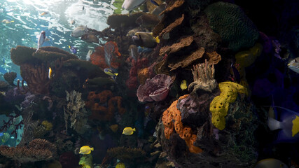 Naklejka na ściany i meble Exotic rare fish in a large aquarium