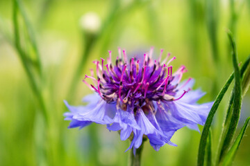 Blue Bachelor button flower bud (Centaurea cyanus) in bloom