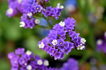 Lila und weiße Strandfliederblüten