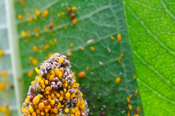 Scores of Aphids on a Milkweed Plant