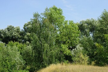 Obraz premium part of a summer park of green deciduous trees and dry gray grass against a blue sky background