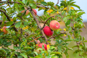 Apple tree before harvest, Agricultural area. Alaverdi
