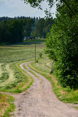 Fototapeta na wymiar Small carriage road in the middle of fields