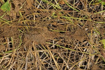 natural brown gray background from dry grass and leaves in nature